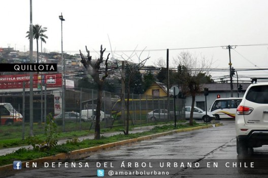 En Defensa del Arbol Urbano en Chile 2 Quillota