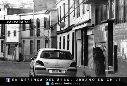 En Defensa del Arbol Urbano en Chile 3 Valparaiso